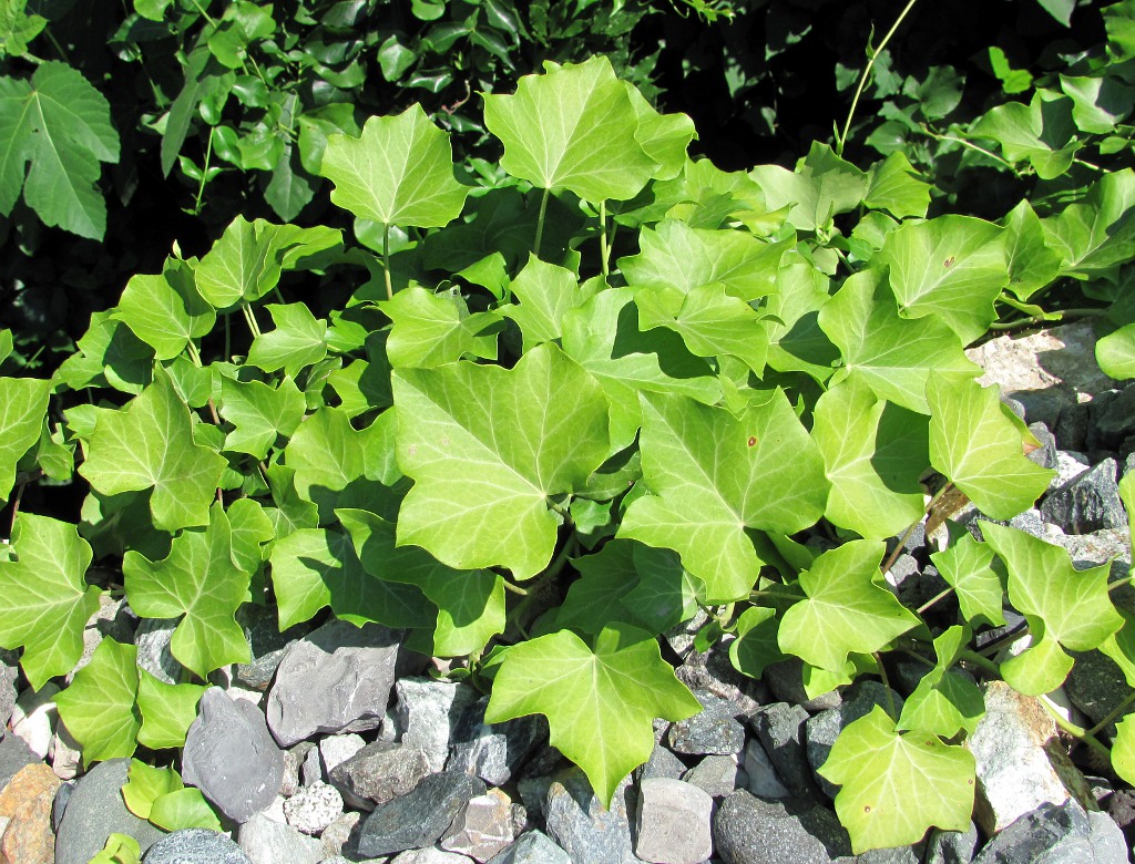 Image of genus Hedera specimen.