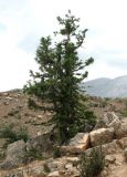 Juniperus seravschanica. Дерево на каменистой россыпи. Туркменистан, хребет Кугитанг. Июнь 2012 г.