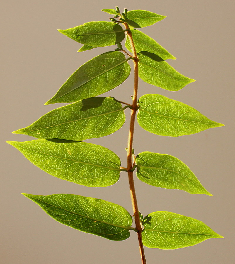 Изображение особи Lonicera acuminata.