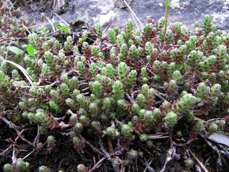 Image of Sedum acre specimen.