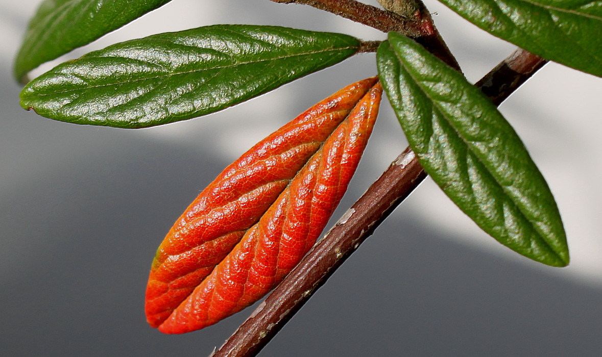 Изображение особи Cotoneaster salicifolius.