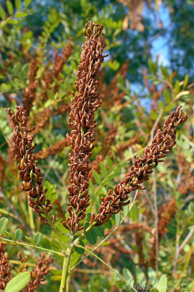 Image of Amorpha fruticosa specimen.