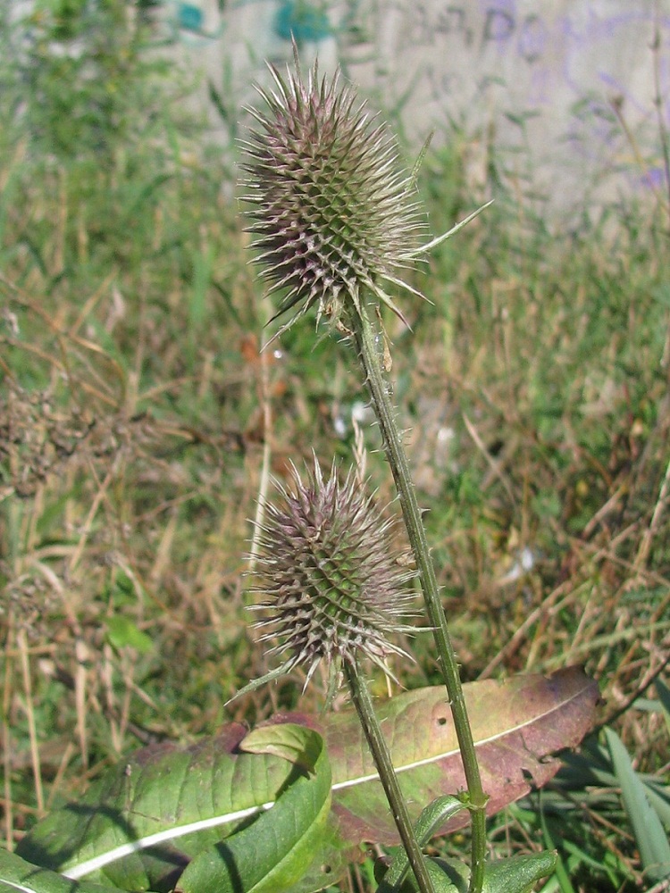 Image of Dipsacus fullonum specimen.