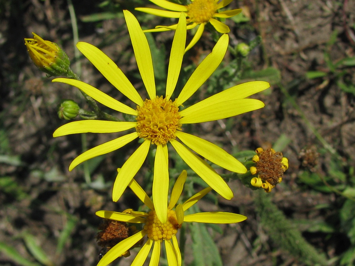 Изображение особи Senecio jacobaea.