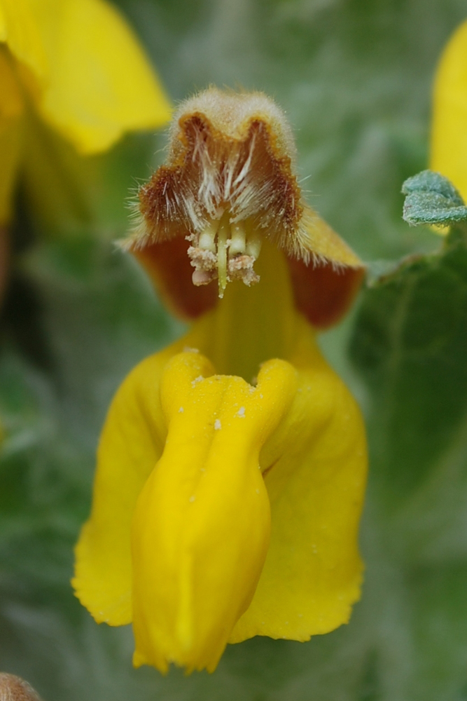 Изображение особи Phlomoides speciosa.