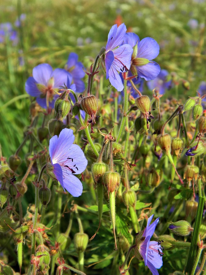 Image of Geranium pratense specimen.