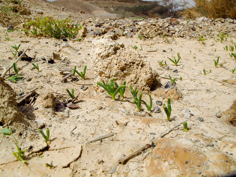 Image of Mesembryanthemum nodiflorum specimen.