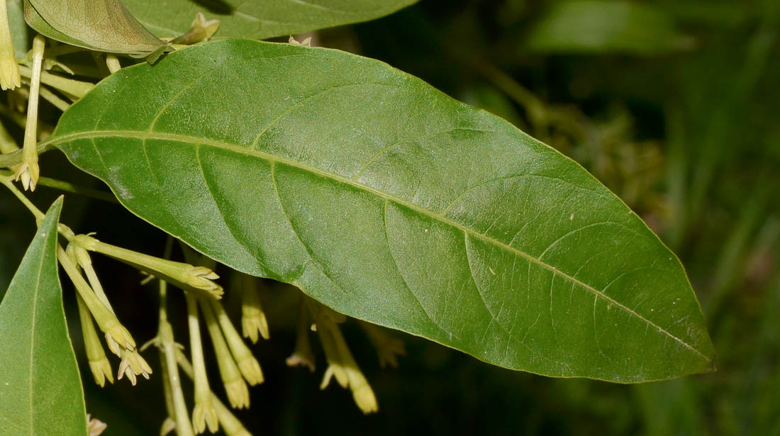 Image of Cestrum nocturnum specimen.