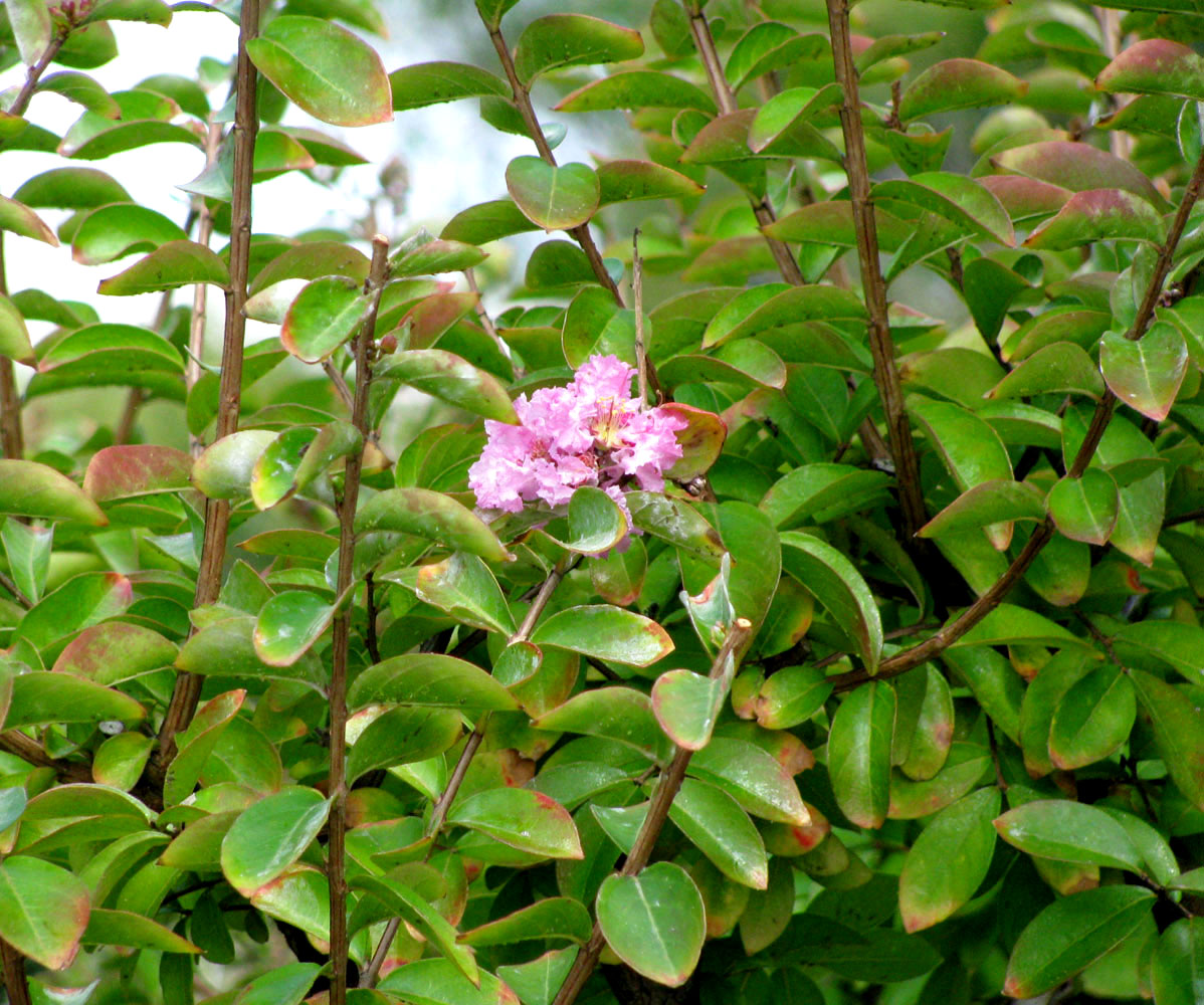 Изображение особи Lagerstroemia indica.