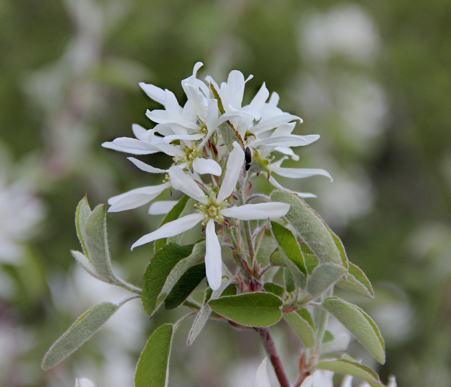 Image of Amelanchier ovalis specimen.