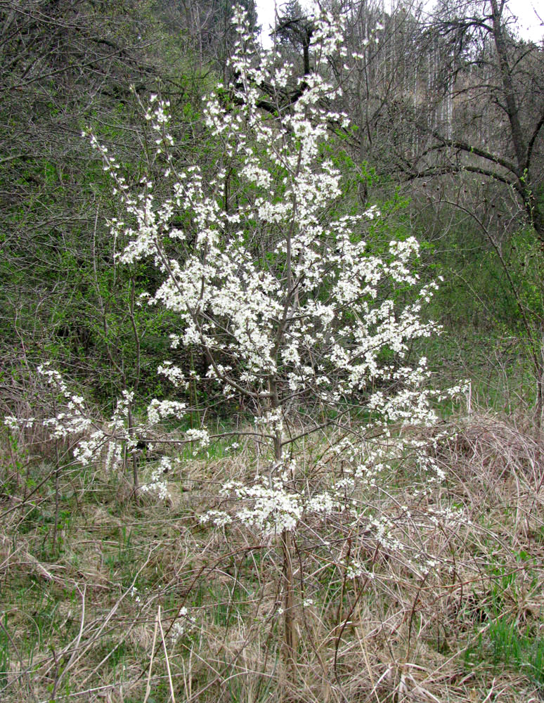 Image of Prunus spinosa specimen.