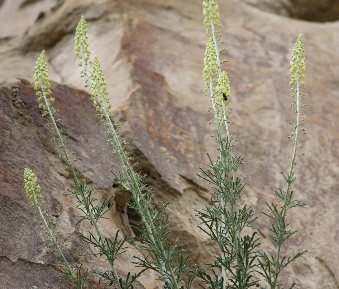 Image of Reseda lutea specimen.