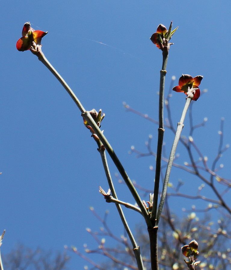 Image of Cynoxylon florida var. rubrum specimen.