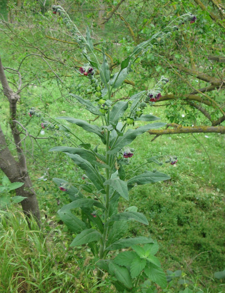 Изображение особи Cynoglossum officinale.