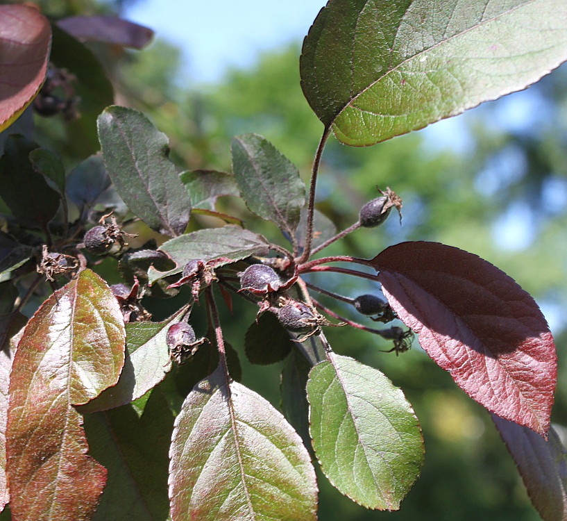 Image of genus Malus specimen.