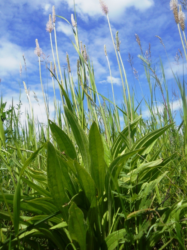 Image of Plantago urvillei specimen.