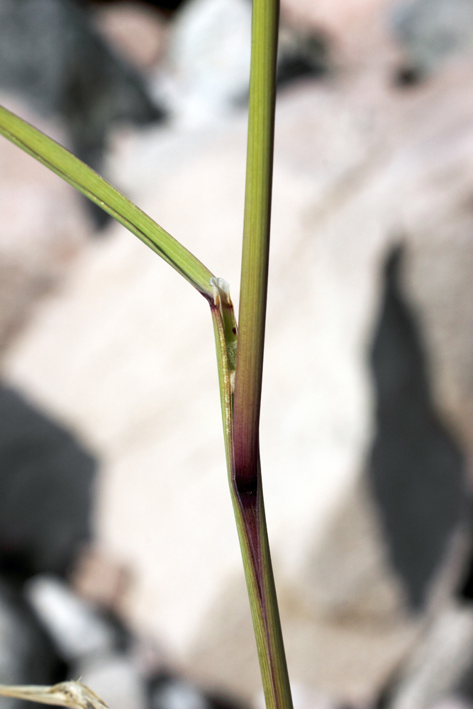 Изображение особи Calamagrostis pseudophragmites.