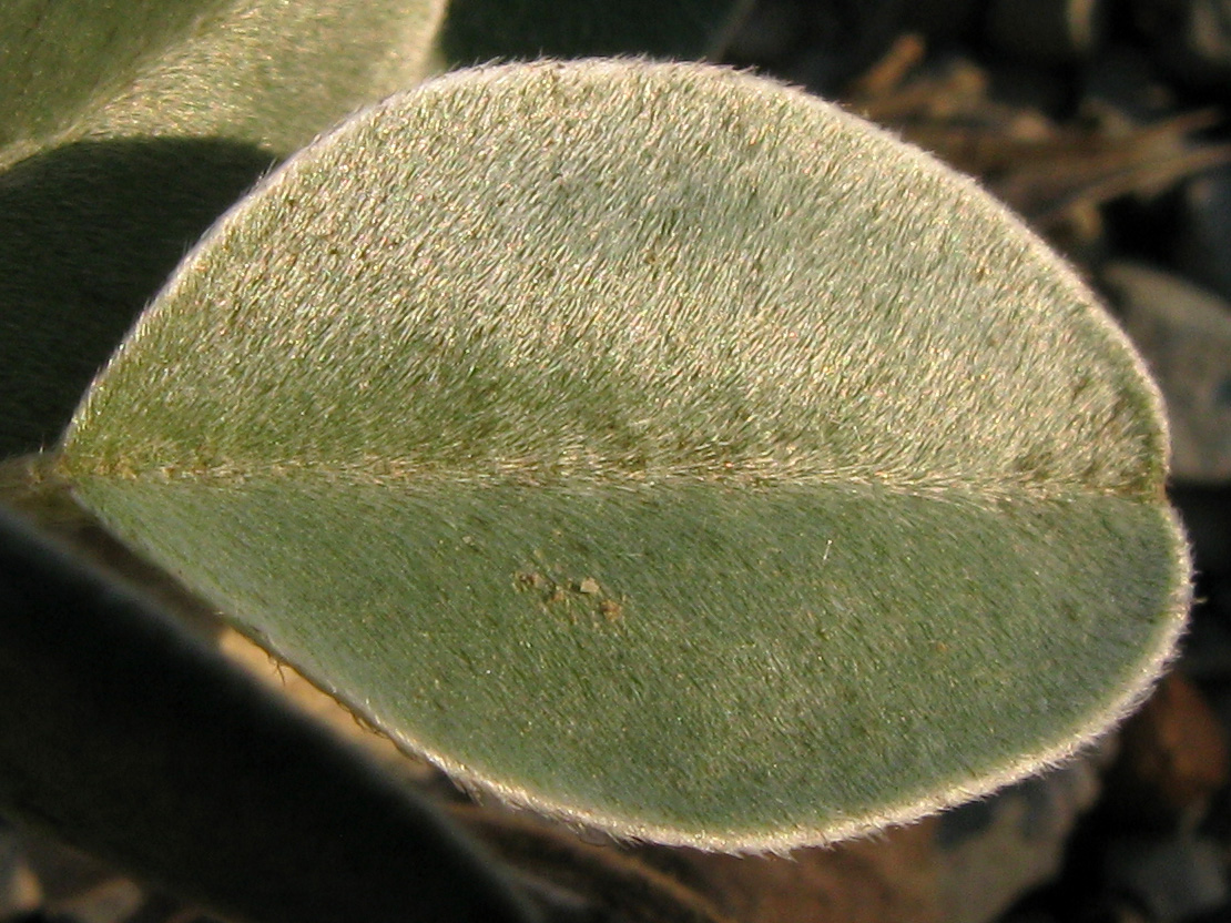 Image of Hedysarum candidum specimen.