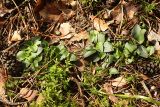 Goodyera repens