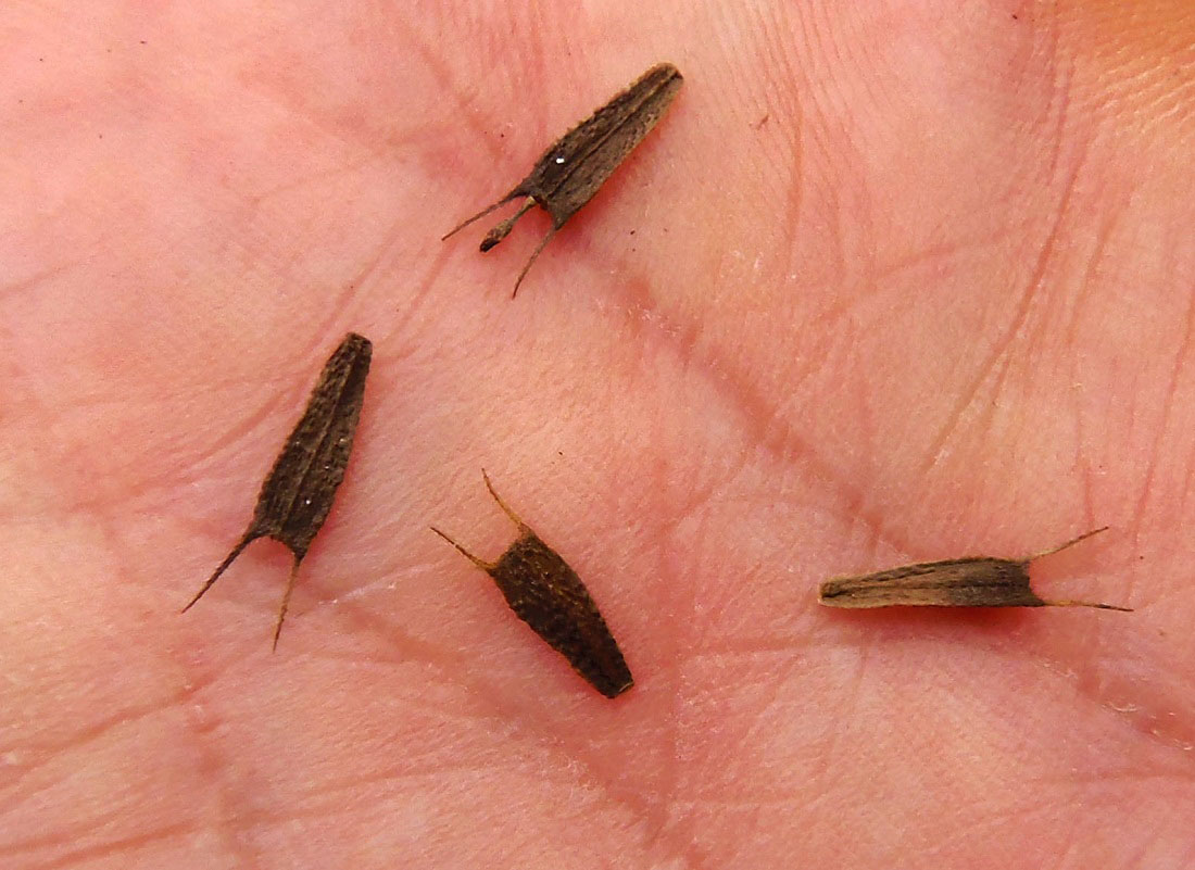 Image of Bidens frondosa specimen.