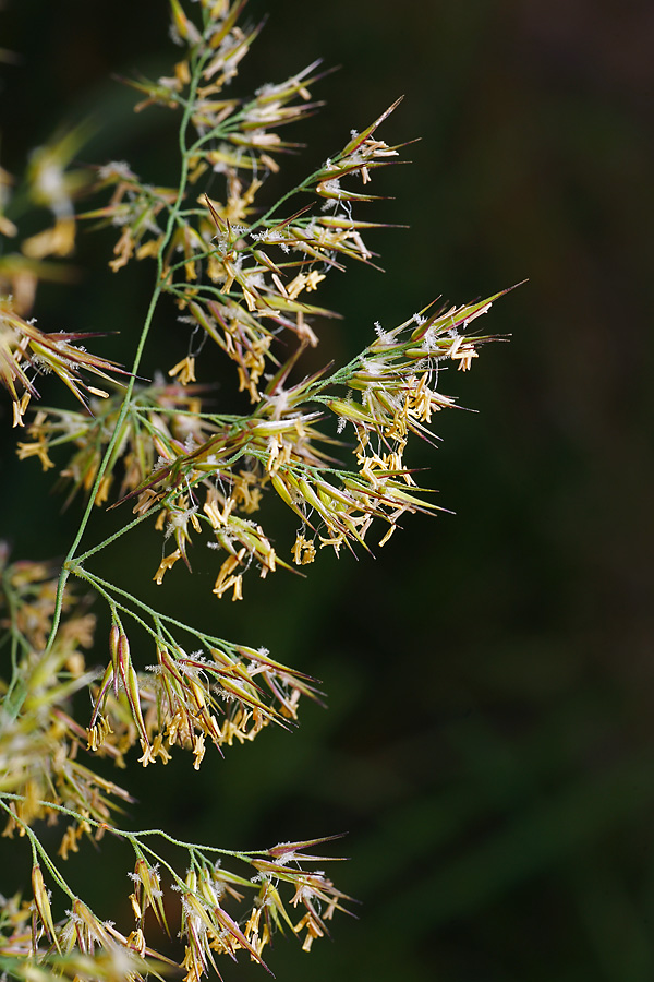 Image of Calamagrostis epigeios specimen.