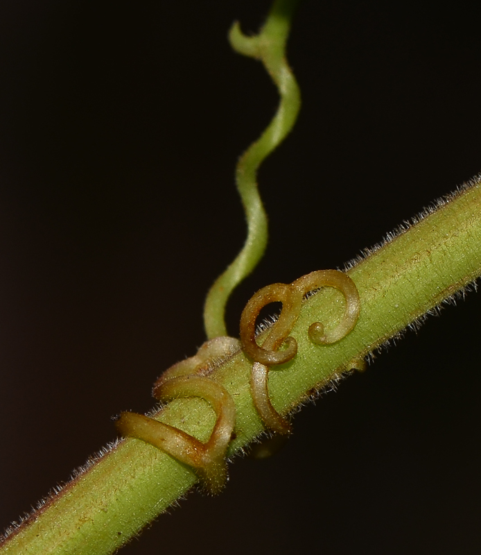 Image of Antigonon leptopus specimen.