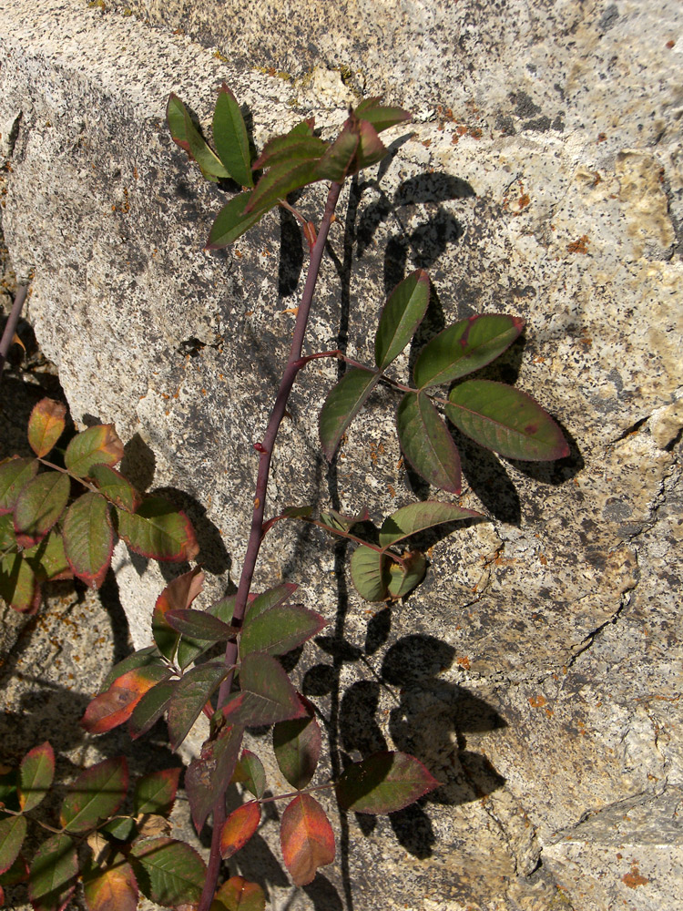 Image of Rosa afzeliana specimen.