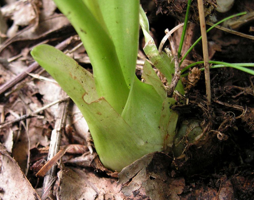 Image of Liparis kumokiri specimen.