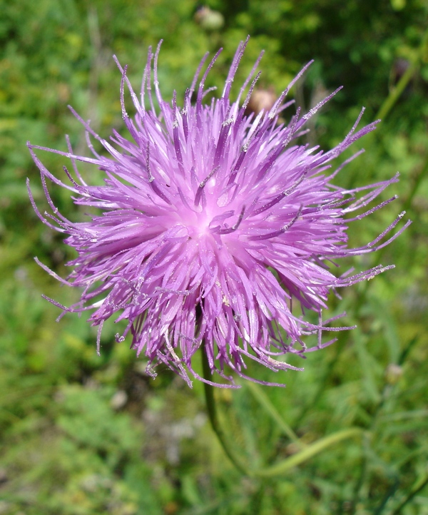 Image of Serratula manshurica specimen.