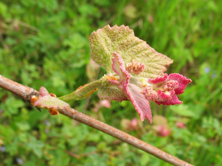 Image of genus Vitis specimen.