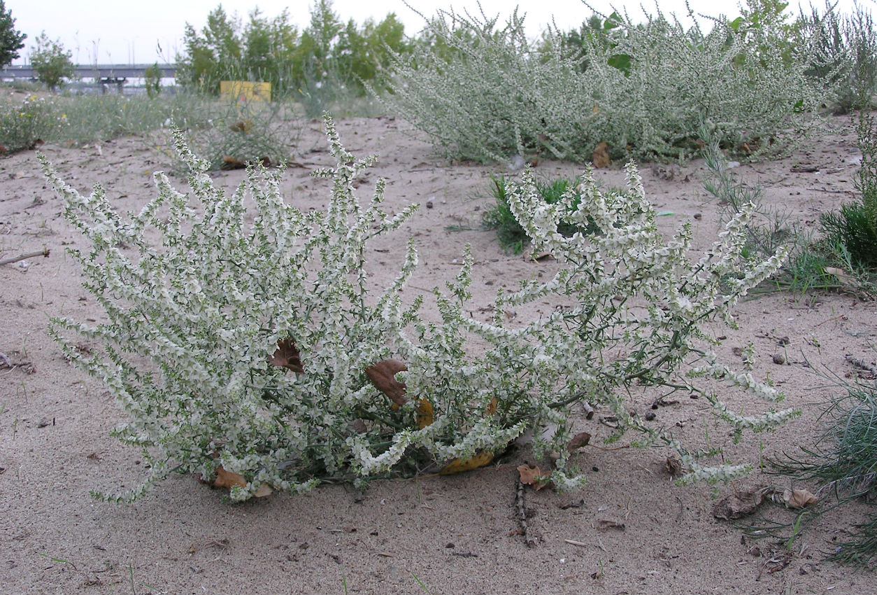 Image of Salsola tragus specimen.