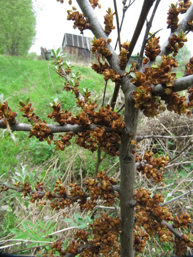 Image of Hippophae rhamnoides specimen.