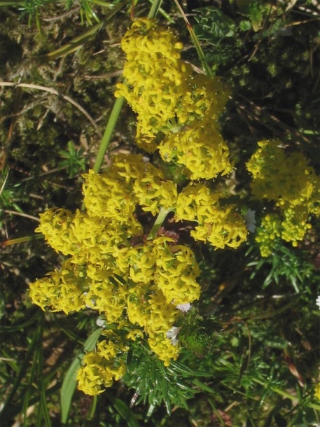 Изображение особи Galium verum.