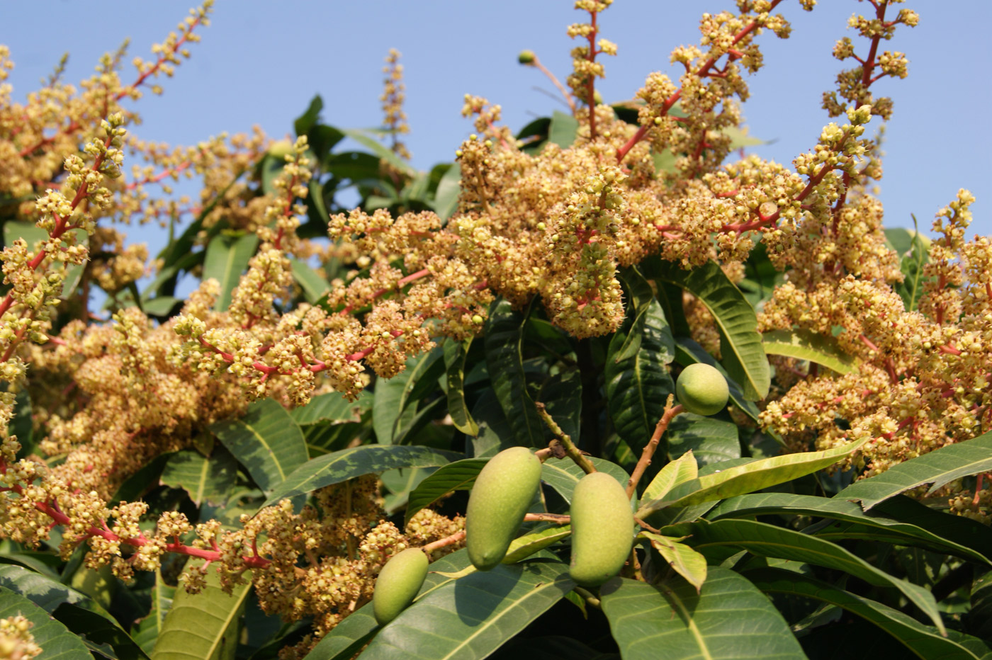 Изображение особи Mangifera indica .