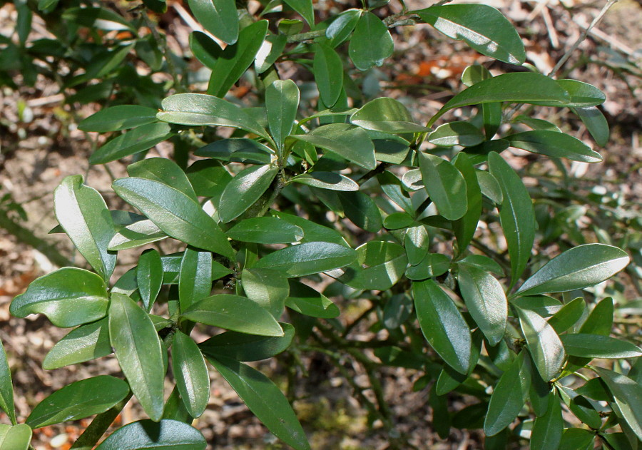 Image of Ligustrum quihoui specimen.