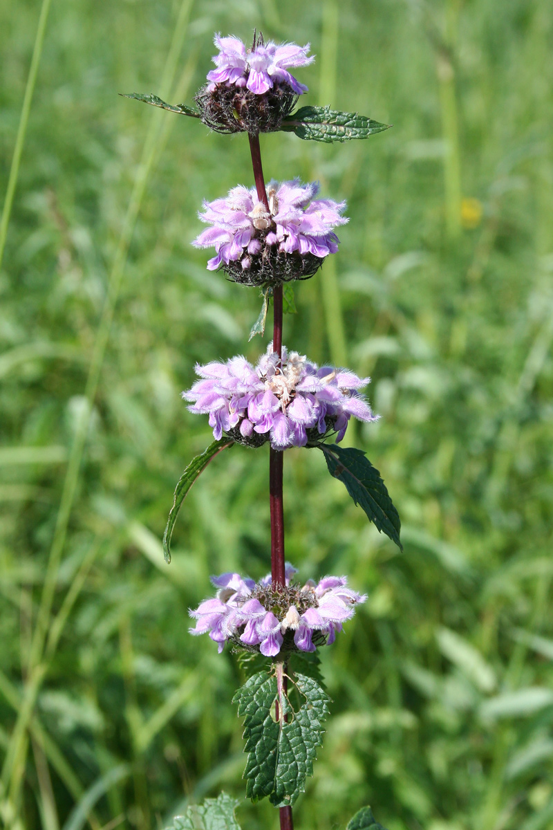 Image of Phlomoides tuberosa specimen.