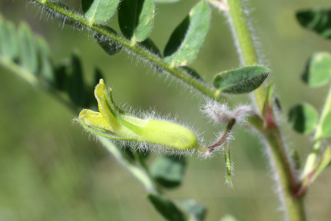 Image of Astragalus amygdalinus specimen.