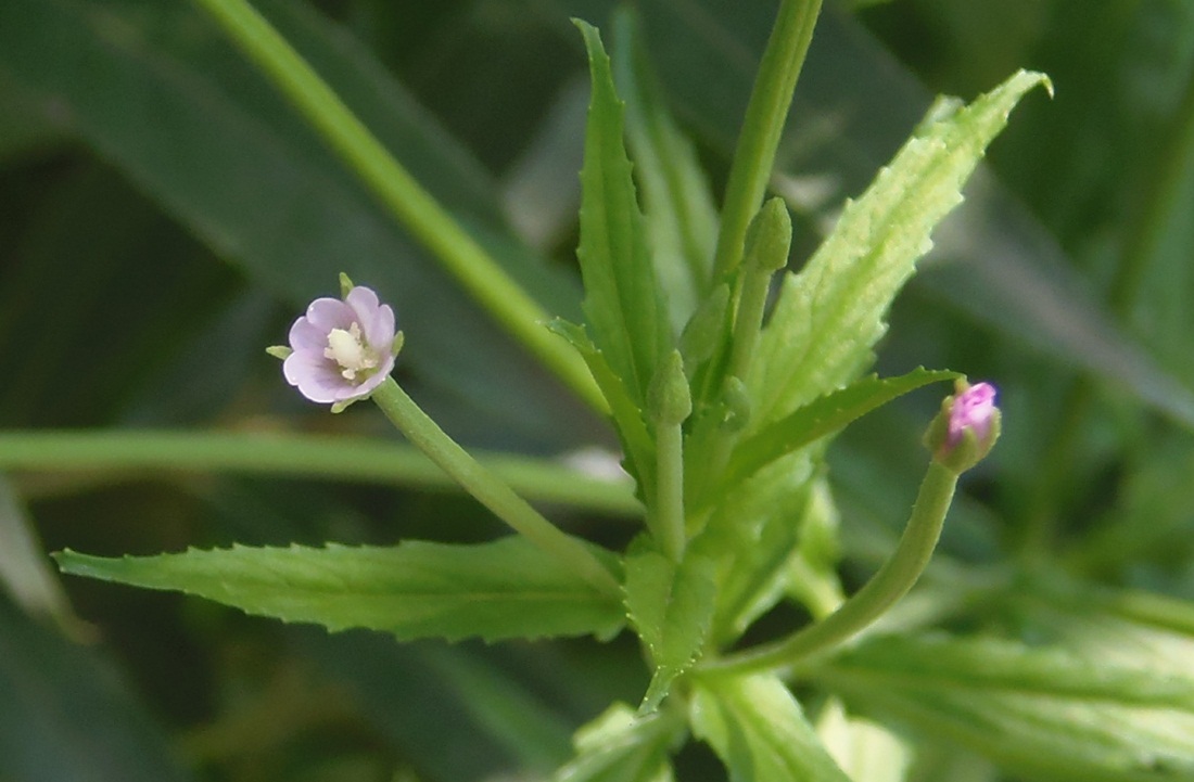 Image of Epilobium tetragonum specimen.