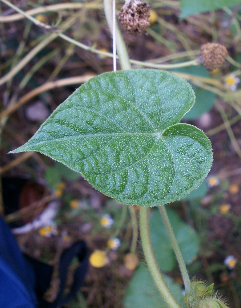 Изображение особи Ipomoea purpurea.