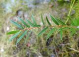 Salix brachypoda