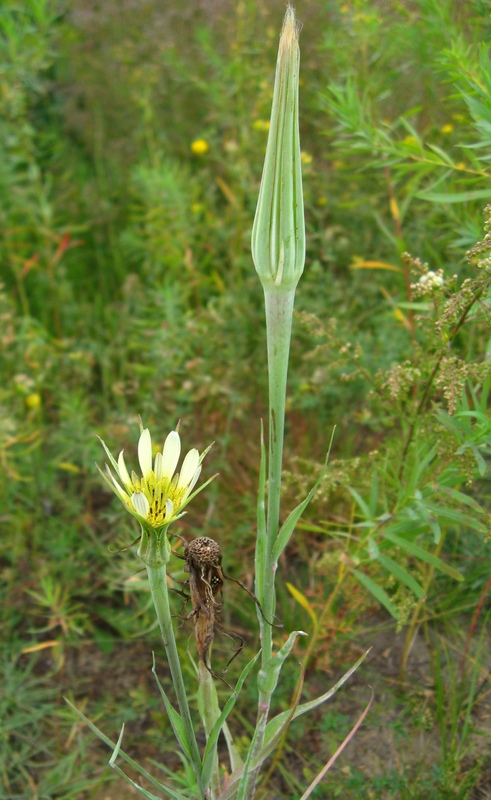 Изображение особи Tragopogon dubius ssp. desertorum.