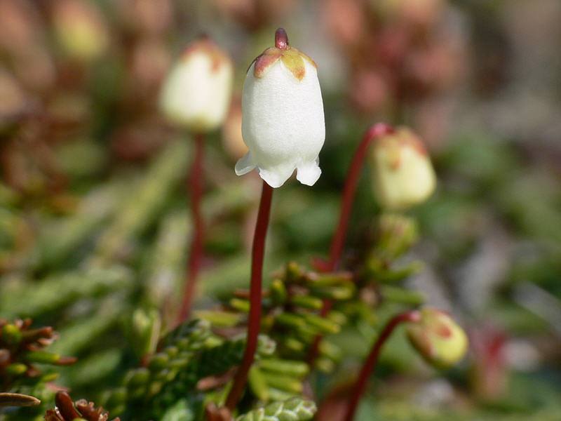 Image of Cassiope lycopodioides specimen.