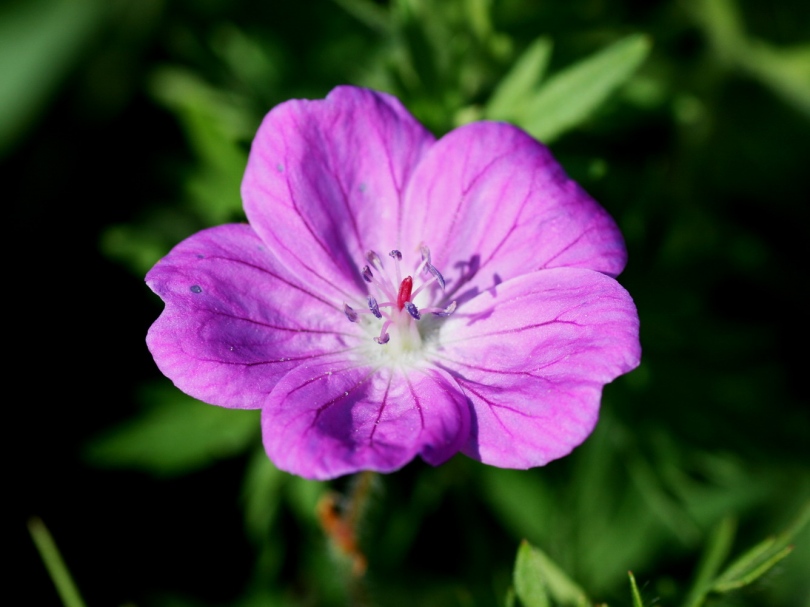 Image of Geranium sanguineum specimen.