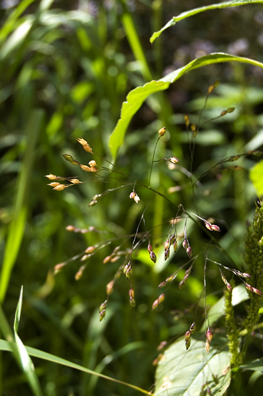 Image of Panicum miliaceum ssp. ruderale specimen.