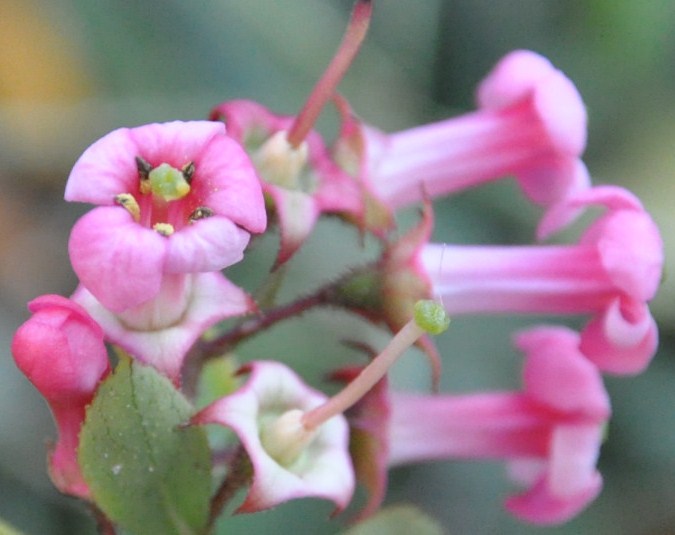 Изображение особи Escallonia rubra.