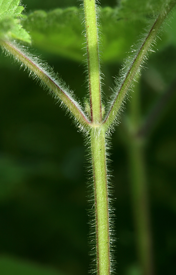 Image of Stachys sylvatica specimen.