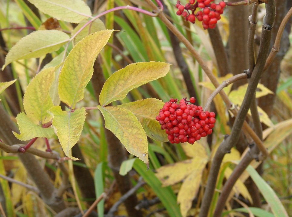 Image of Sambucus sibirica specimen.