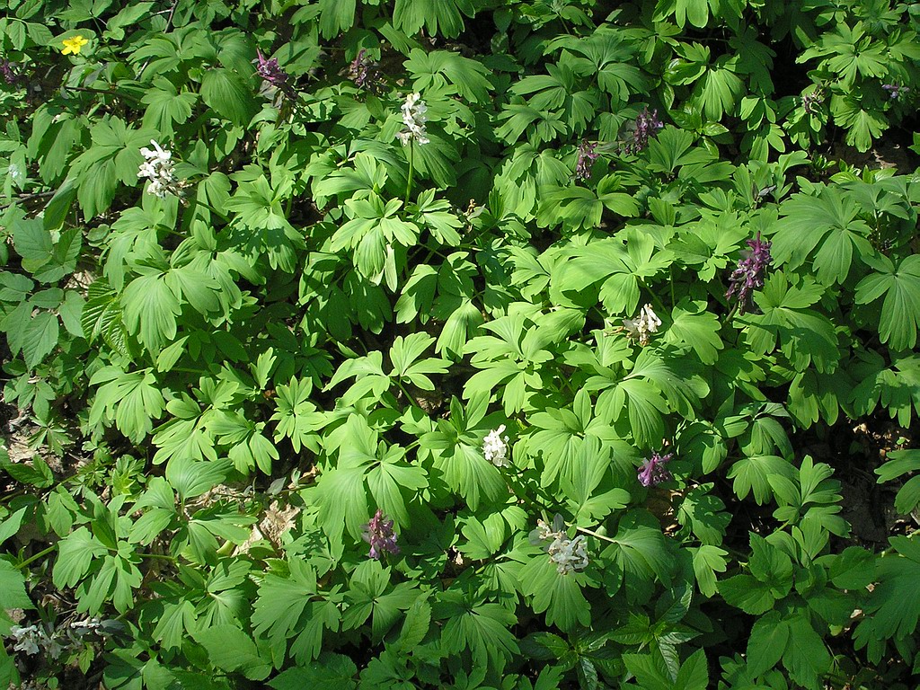 Изображение особи Corydalis cava.