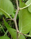 Maclura pomifera