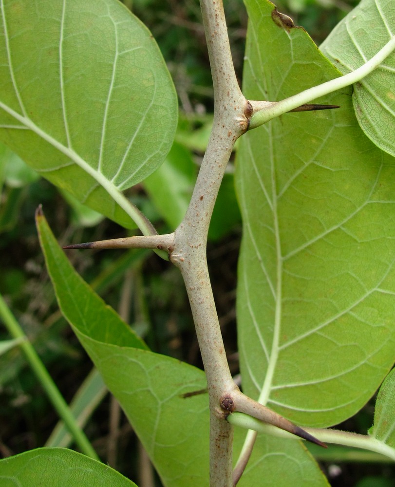 Изображение особи Maclura pomifera.